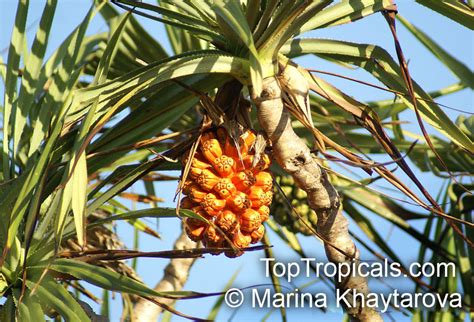pandanus tectorius screw pine top tropicals plant encyclopedia