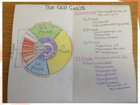 The Cell Cycle Coloring Worksheet Hwdocx The Cell Cycle