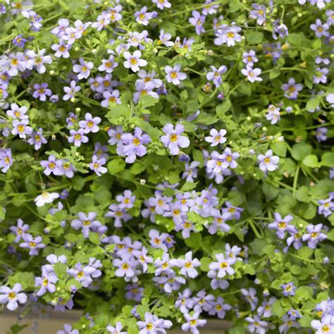 Bacopa Seeds Bacopa Blutopia Blue Flower Seeds