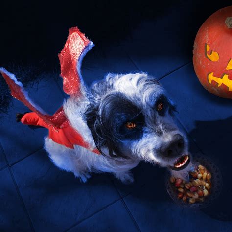 10 Scary Movies (with Dogs!) To Watch This Halloween – Neater Pets