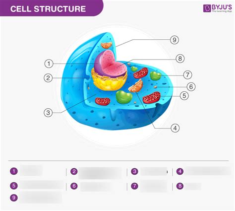 Biology Cell Structure Diagram Quizlet