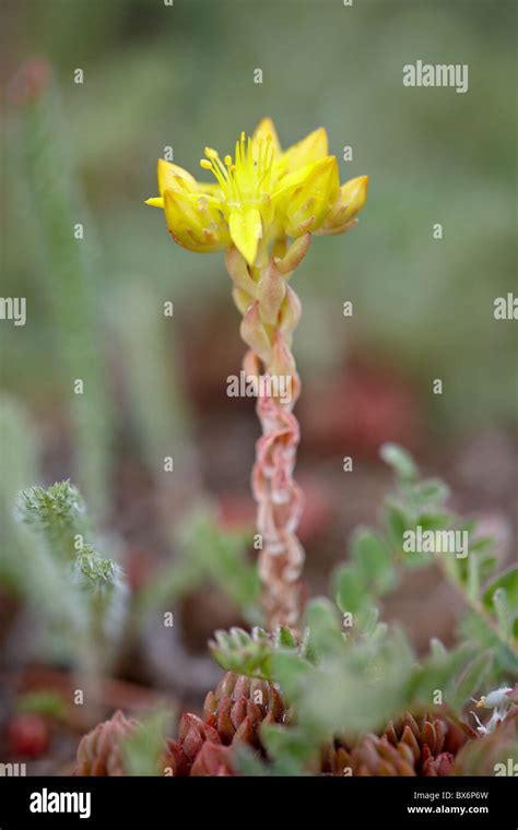 Wormleaf Stonecrop Yellow Stonecrop Sedum Stenopetalum Weston Pass