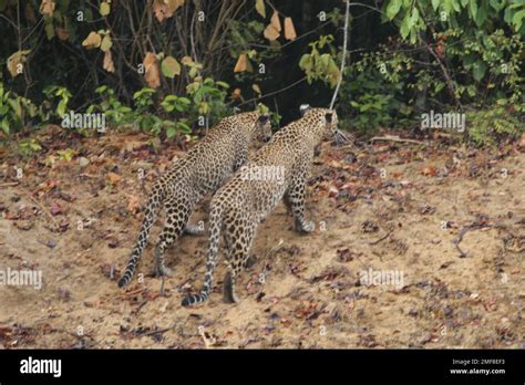 Sri Lankan leopards in the wild. Visit Sri Lanka Stock Photo - Alamy