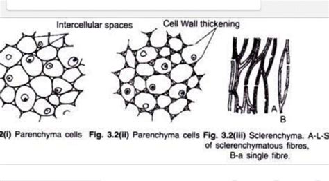 Simple Permanent Tissue Diagram Science Tissues 13791069