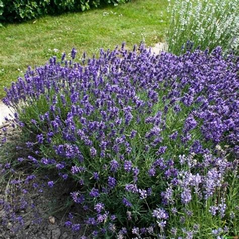 Lavandula angustifolia Hidcote Blue Lawenda wąskolistna