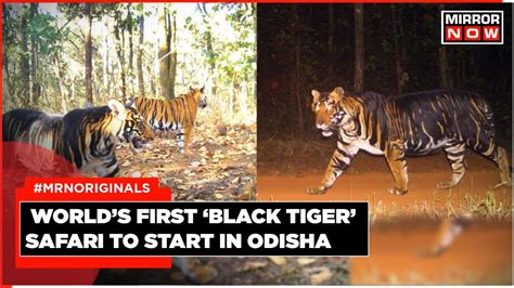 Odisha To Start Worlds First Black Tiger Safari Youtube