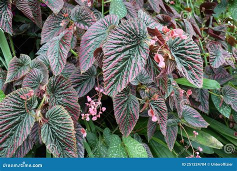 Begonia Brevirimosa Irmsch Exotica Begonia Or Begonia Rex Putz Painted