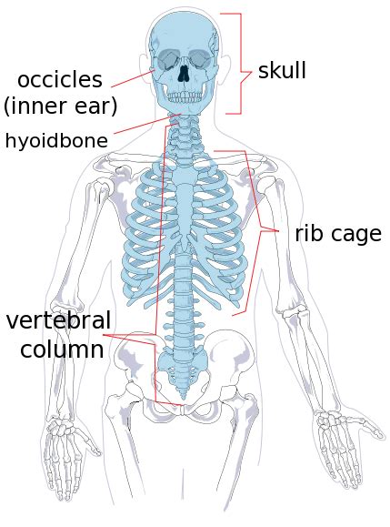 axial skeleton diagram