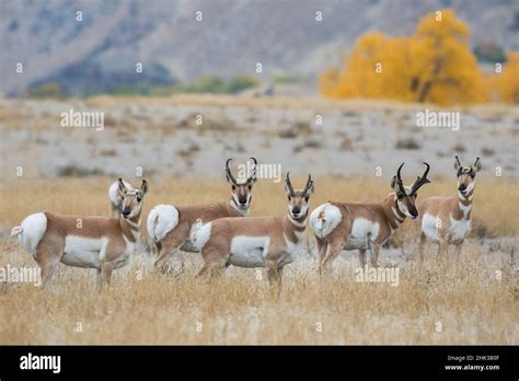 pronghorn antelope herd  res stock photography  images alamy