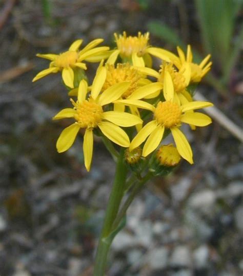 Tall Western Groundsel Plants Of Lone Mesa State Park INaturalist