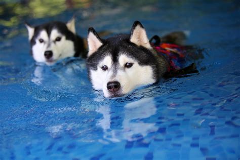 Are Huskies Swimmers