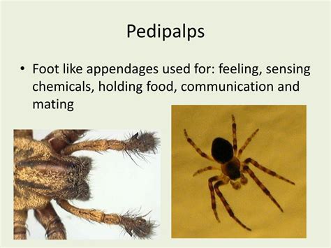 PPT - Arachnida PowerPoint Presentation, free download - ID:1939035