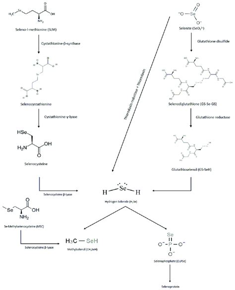 Pathways Of Selenium Species Metabolism Download Scientific Diagram