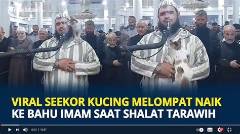 Viral Momen Seekor Kucing Melompat Naik Ke Bahu Imam Saat Salat Tarawih