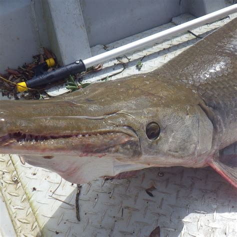 Alligator Gar Teeth / Alligator gars have two rows of teeth.