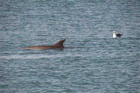 Bottlenose Dolphin