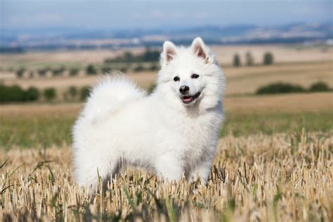 Saiba Como Cuidar De Um Cachorro Da Ra A Spitz Alem O Portal Edicase