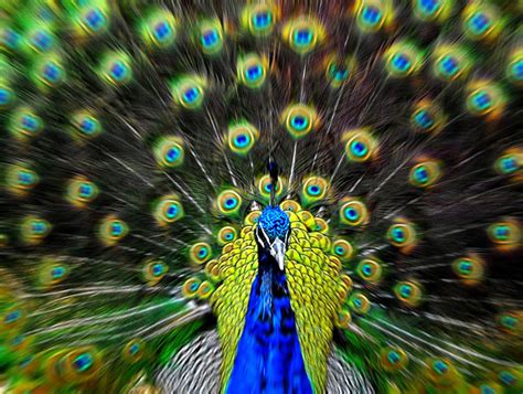 Peacock By Arisv8 On Deviantart