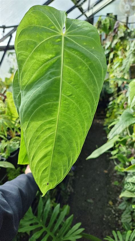 Anthurium Purple Velvet X Marmoratum