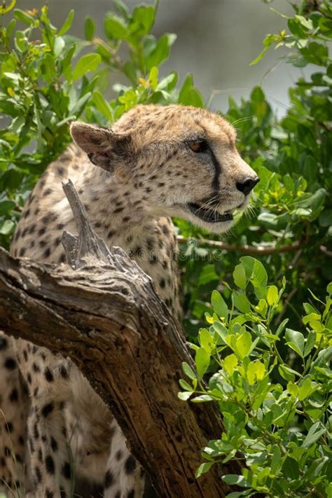 Cheetah Staring Stock Image Image Of Land Sand National 26242695