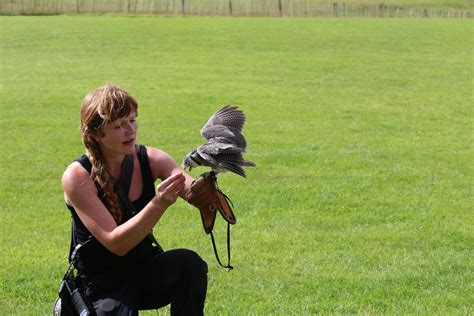 International Centre For Birds Of Prey Duncombe Park Flickr