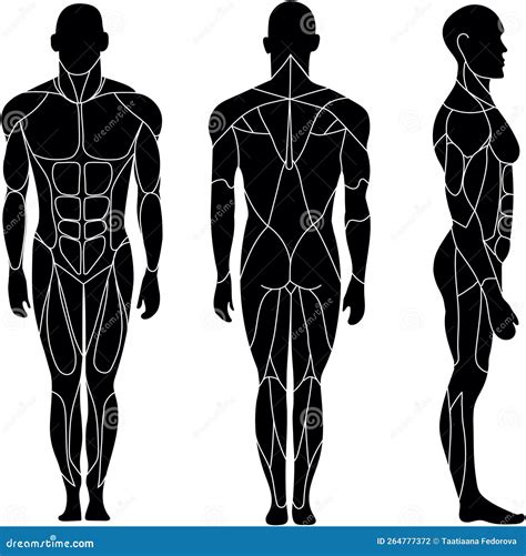 Human Body Silhouette Front And Back