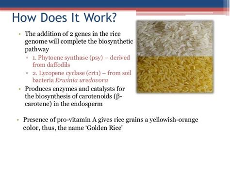 Elite crop (golden rice)