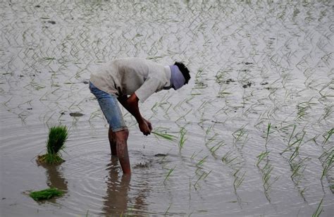 Paddy Cultivation