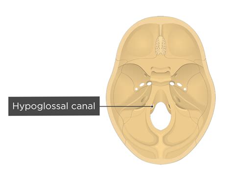 Occipital Bone Hypoglossal Canal