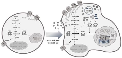 Frontiers Extracellular Vesicles Induce An Aggressive Phenotype In