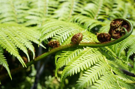 Free Images Tree Nature Forest Branch Leaf Flower Green Jungle