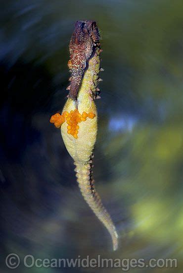 Whites seahorse male with eggs protruding photo image – Artofit