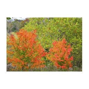 Mississippi Palisades State Park Fall Colors Photograph by Ray Mathis ...