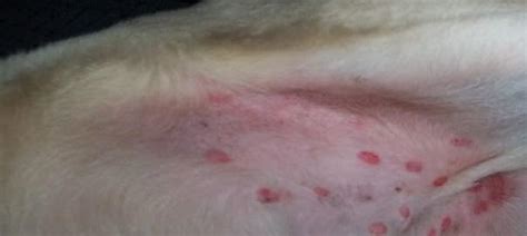 Groin Poison Ivy Rash On Dogs | vlr.eng.br