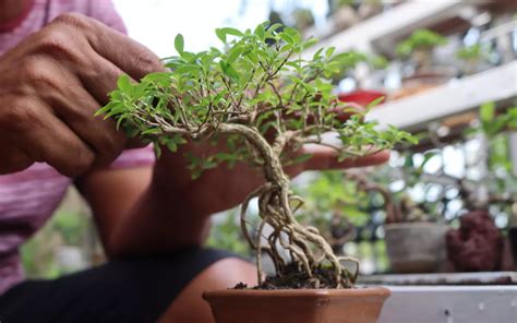 15 Most Popular Types Of Bonsai Trees Bonsai Primer