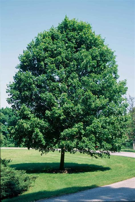 Types Of Sugar Maple Trees Issepa