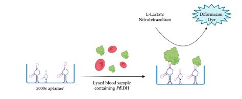 The Schematic Illustration Of The Colorimetric Based Aptasensor For