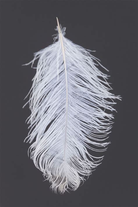 A Wingardium Leviosa Feather Prop From Harry Potter