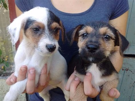 Gorgeous Yorkshire Terrier X Jack Russell Puppies In Lifton Devon