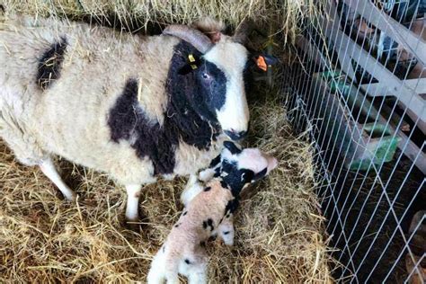 20 Pedigree Jacob Store Breeding Ewes Lambs Rams With Lambs At Foot