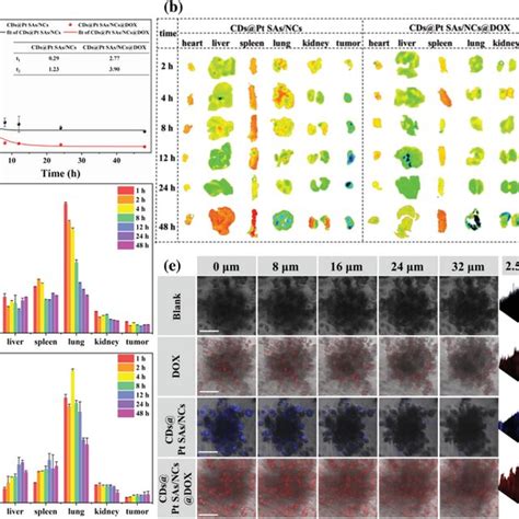 Pharmacokinetics Biodistribution And Tissuepenetration Behavior Of