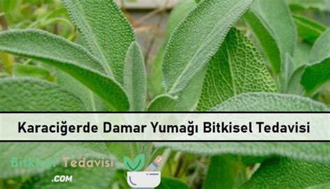 Karaci Erde Damar Yuma Bitkisel Tedavisi Bitkisel Tedavi