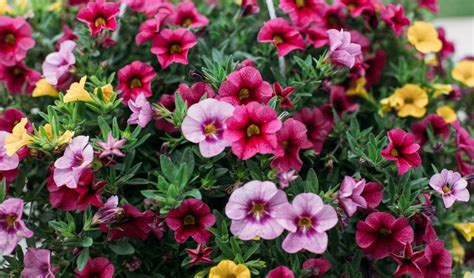 The 20 Best Annual Flowers for Full Sun - PureWow