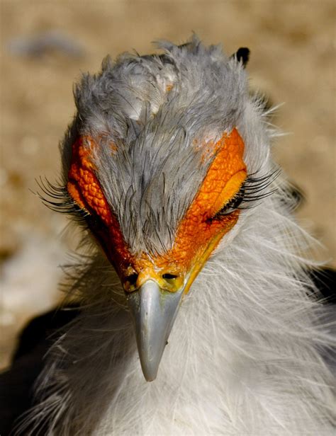 Funkysafari Secretary Bird Sagittarius Serpentarius Batting Her