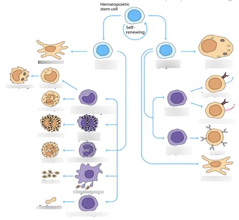 White Blood Cells Diagram Quizlet