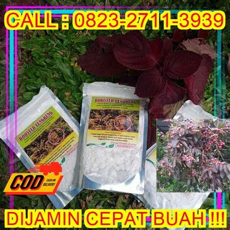 TANGAN PERTAMA H Tovix CALL 0823 2711 3939 Penjual Pupuk Kcl Pembuahan