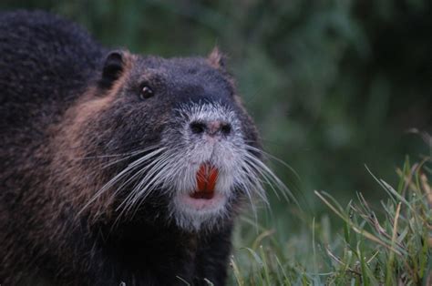 La Nutria In Italia Storia Di Un Immigrato Scomodo Lifegate