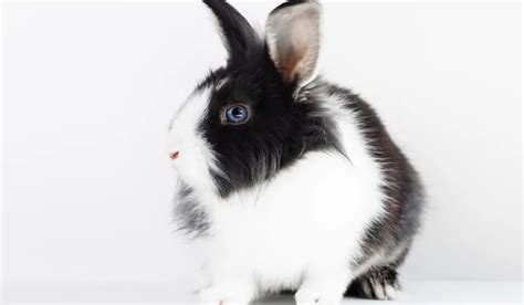 7 Cute Black and White Rabbit Breeds - Farmhouse Guide