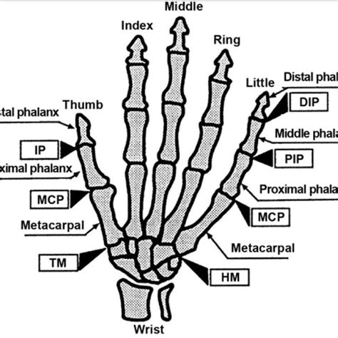 Illustration of thumb motions (Abduction/Adduction and Flexion/Extension) | Download Scientific ...