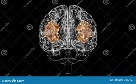 Brain Angular Gyrus Anatomy for Medical Concept 3D Stock Illustration ...